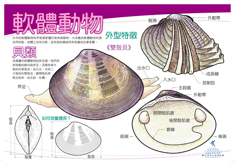 海報02-軟體動物 - 貝，共1張圖