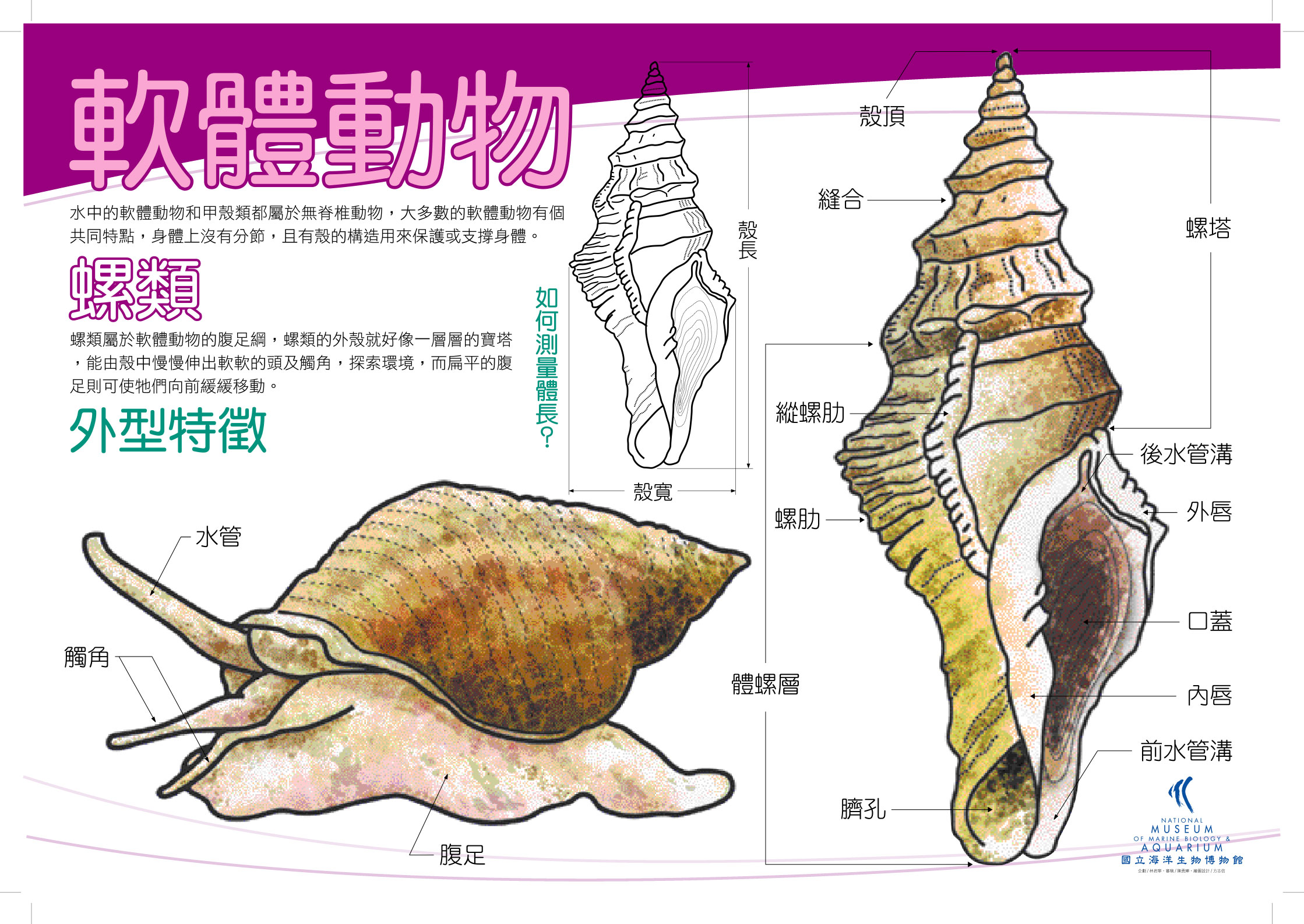 海報03-軟體動物 - 螺，共1張圖
