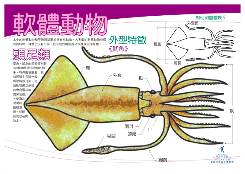 海報04-軟體動物 - 頭足魷魚，共1張圖