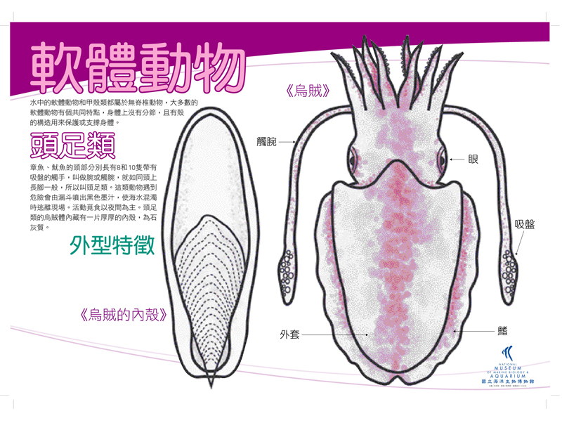 海報05-軟體動物 - 頭足烏賊，共1張圖