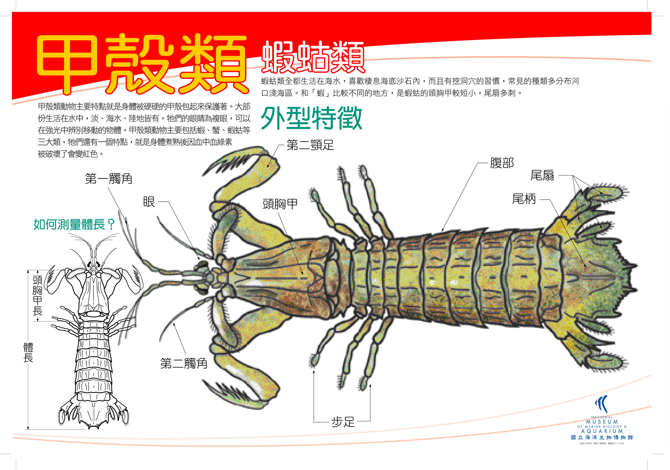 海報07-甲殼類 - 蝦姑，共1張圖