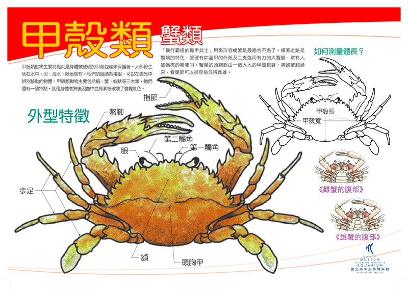 海報09-甲殼類 - 蟹，共1張圖