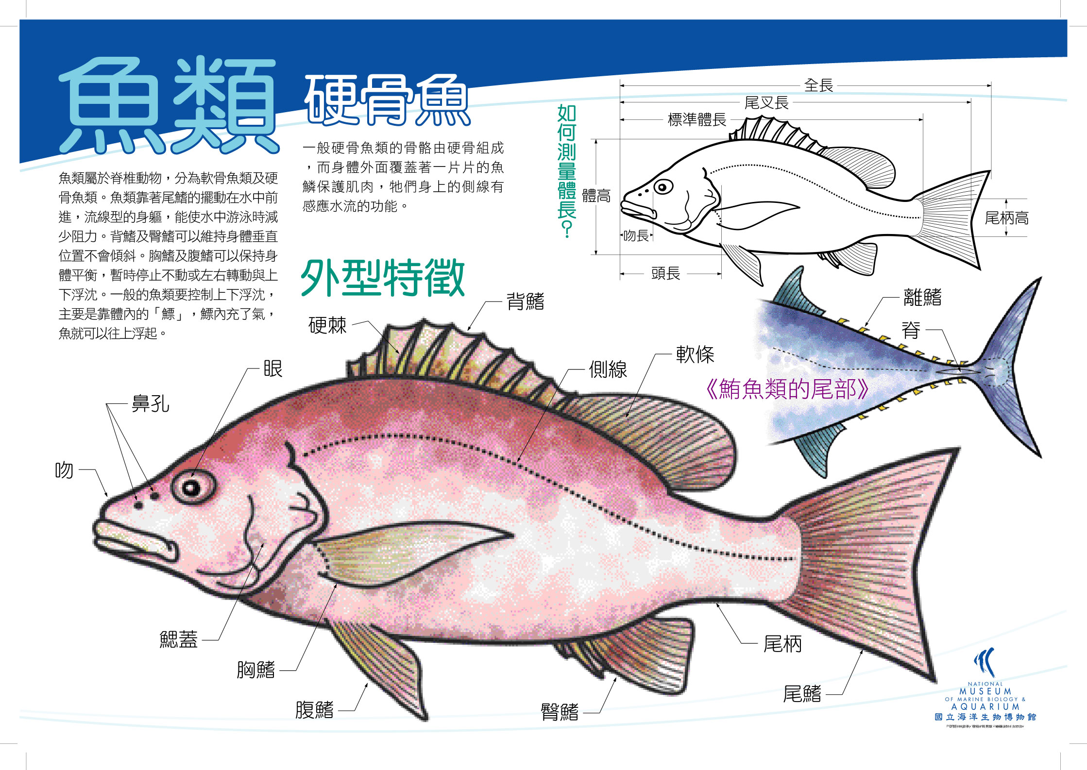 海報10-魚類 - 硬骨魚，共1張圖