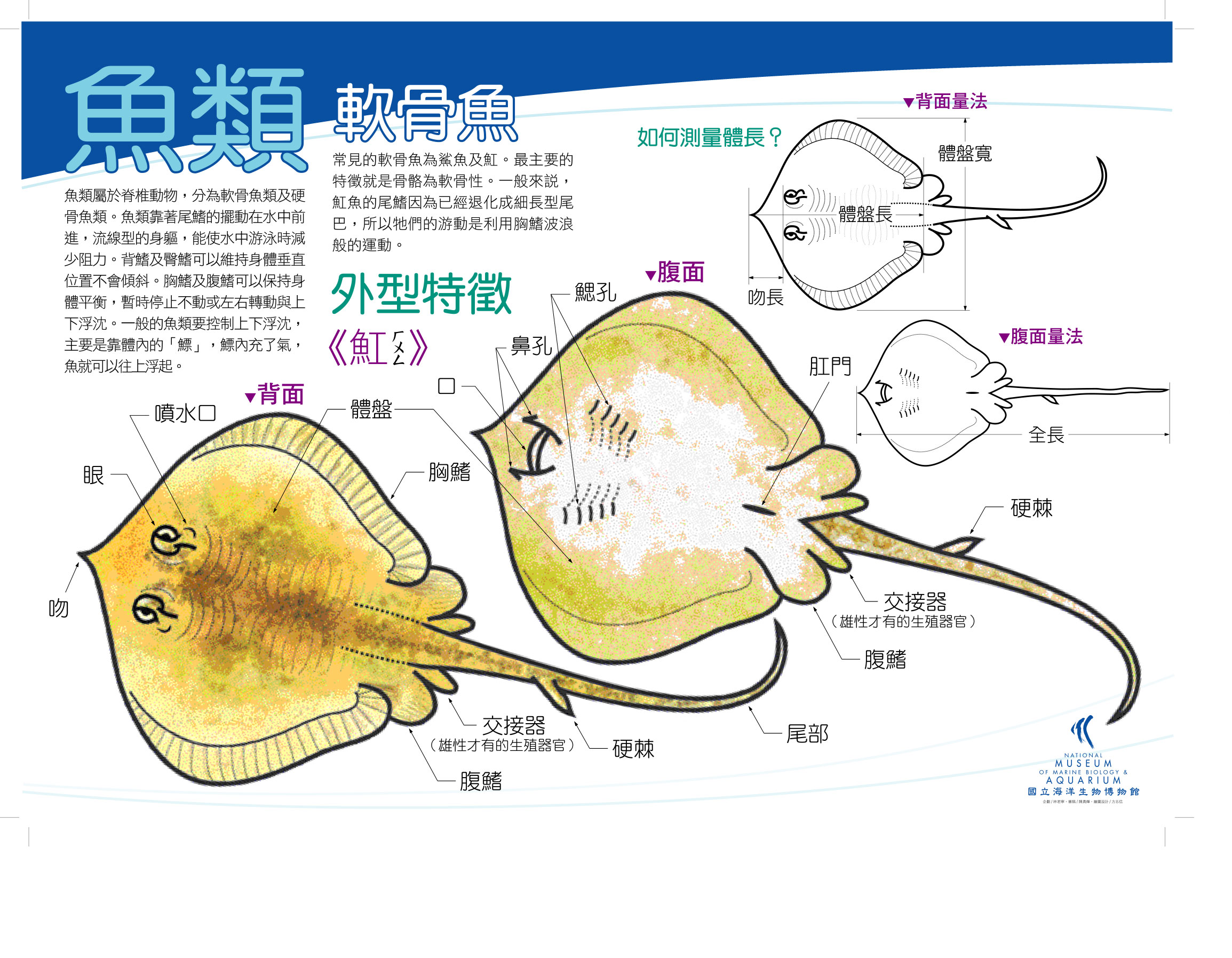 海報11-魚類 - 魟，共1張圖