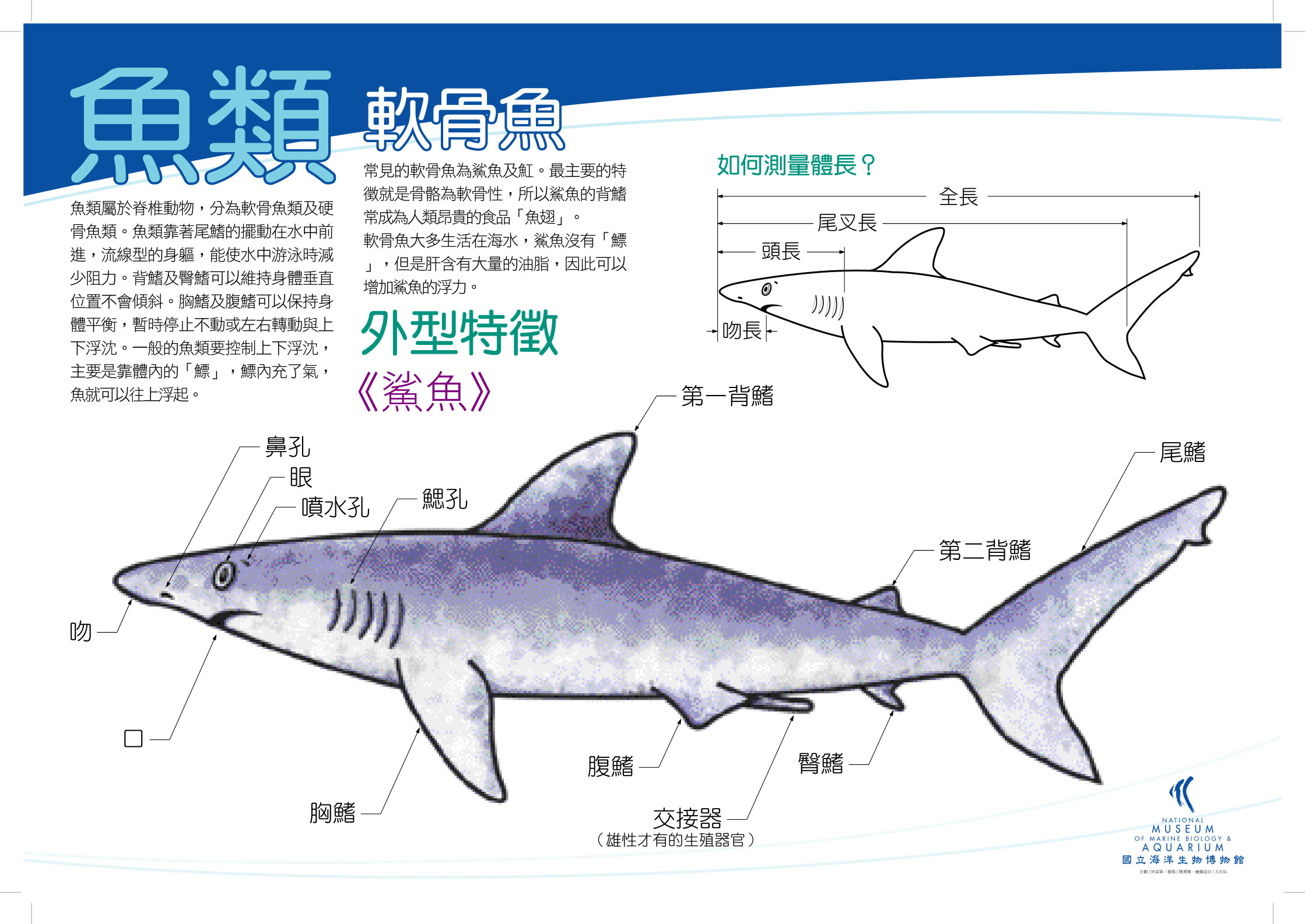 海報12-魚類 - 鯊魚，共1張圖