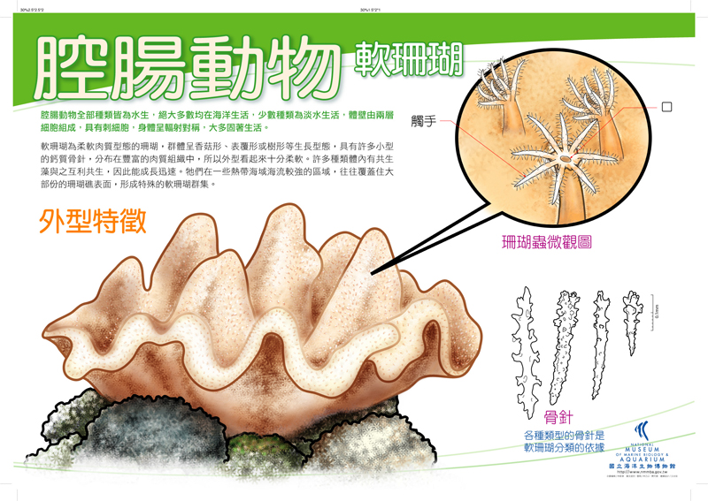 海報13-腔腸動物 - 軟珊瑚，共1張圖