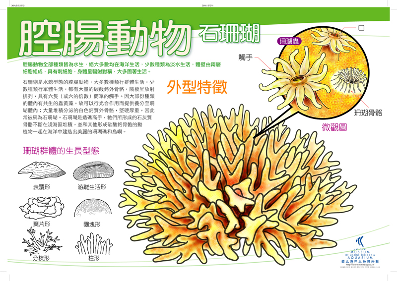 海報14-腔腸動物 - 珊瑚，共1張圖
