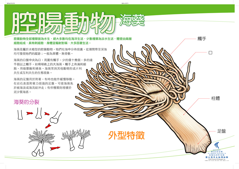 海報15-腔腸動物 - 海葵，共1張圖