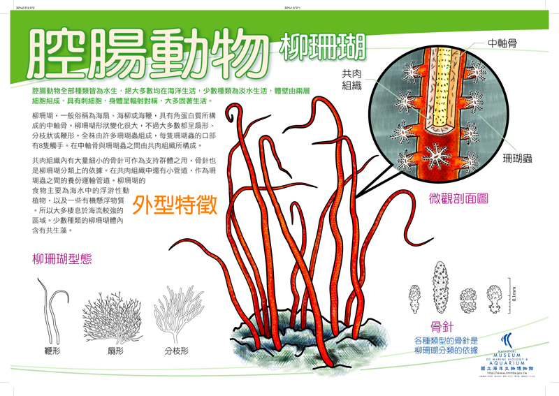 海報16-腔腸動物 - 柳珊瑚，共1張圖