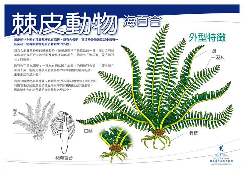 海報17-棘皮動物 - 海百合，共1張圖