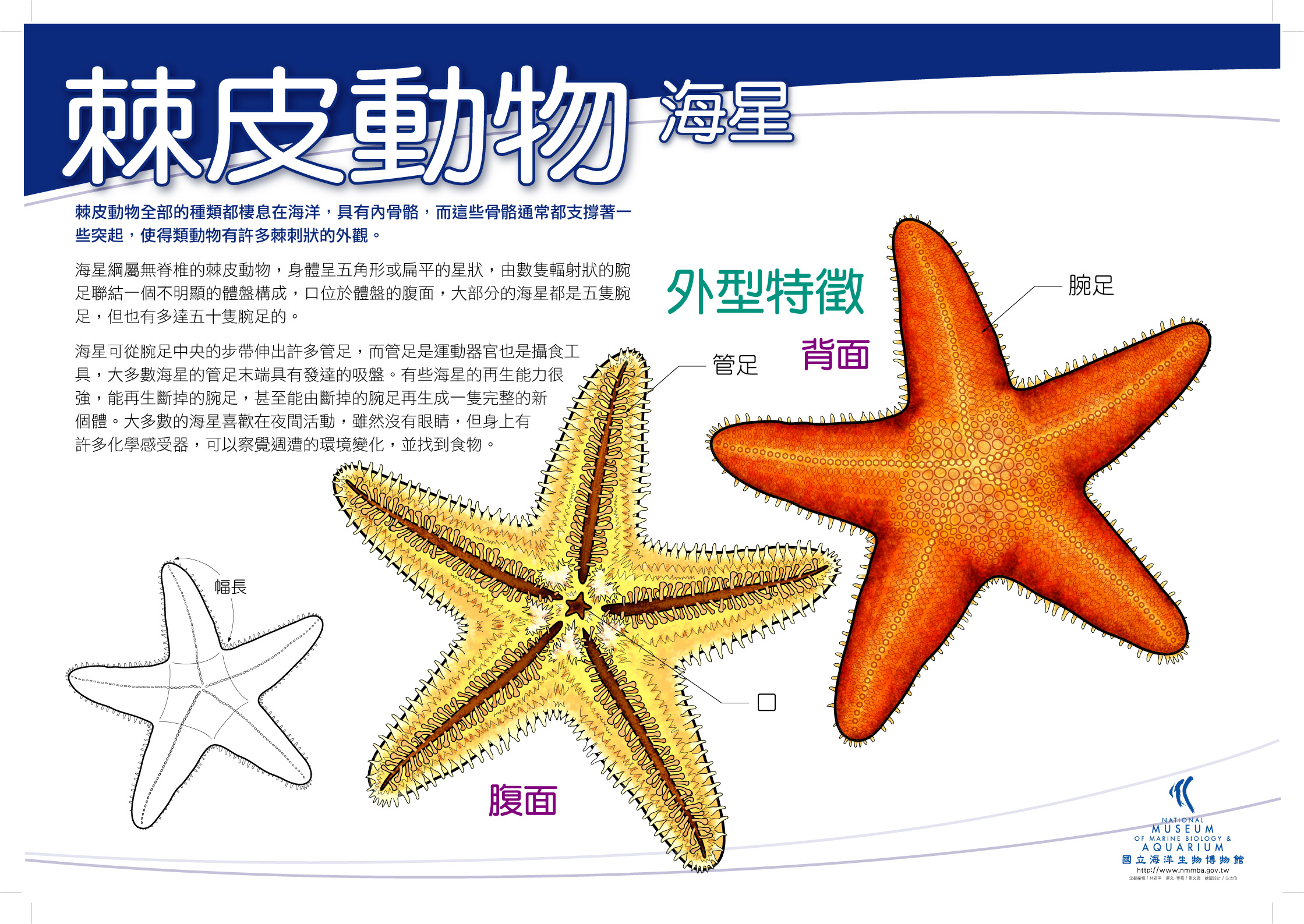 海報18-棘皮動物 - 海星，共1張圖