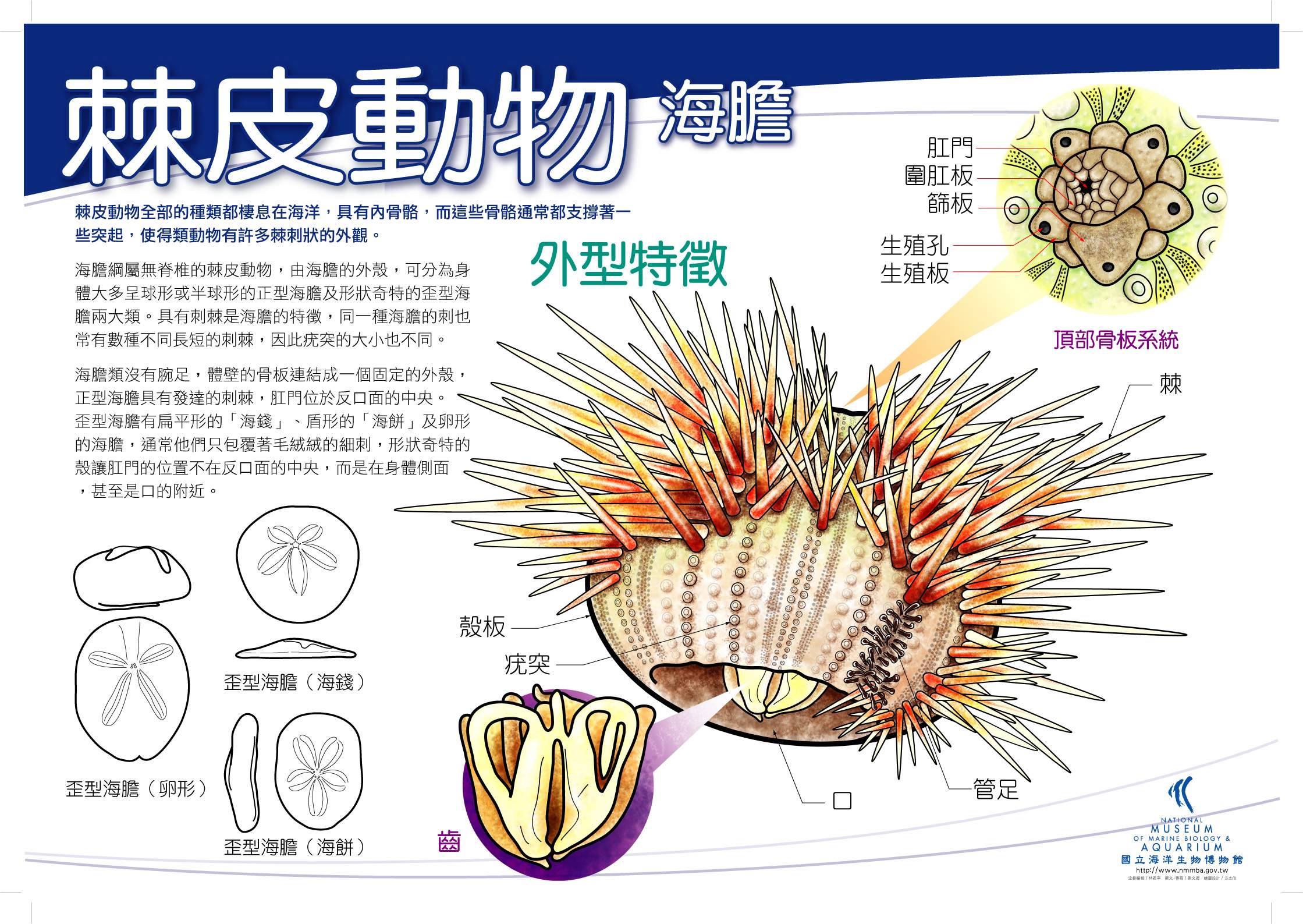 海報19-棘皮動物 - 海膽，共1張圖