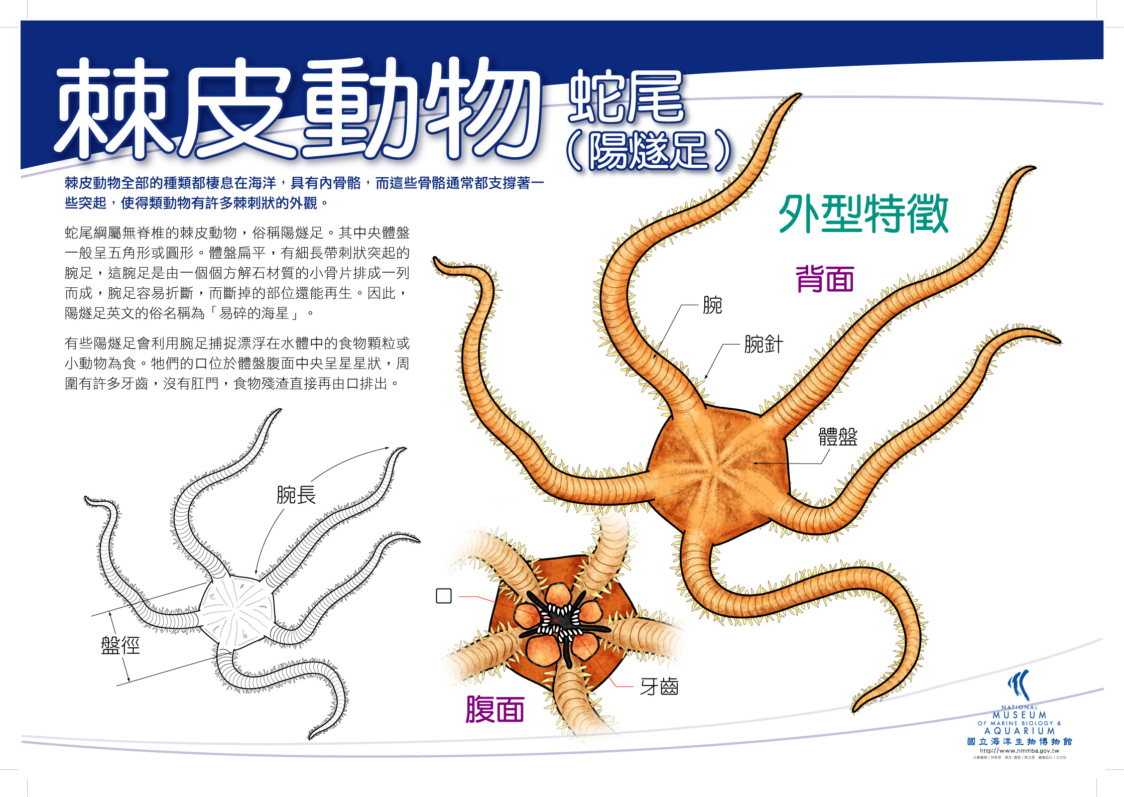海報20-棘皮動物 - 楊遂足，共1張圖
