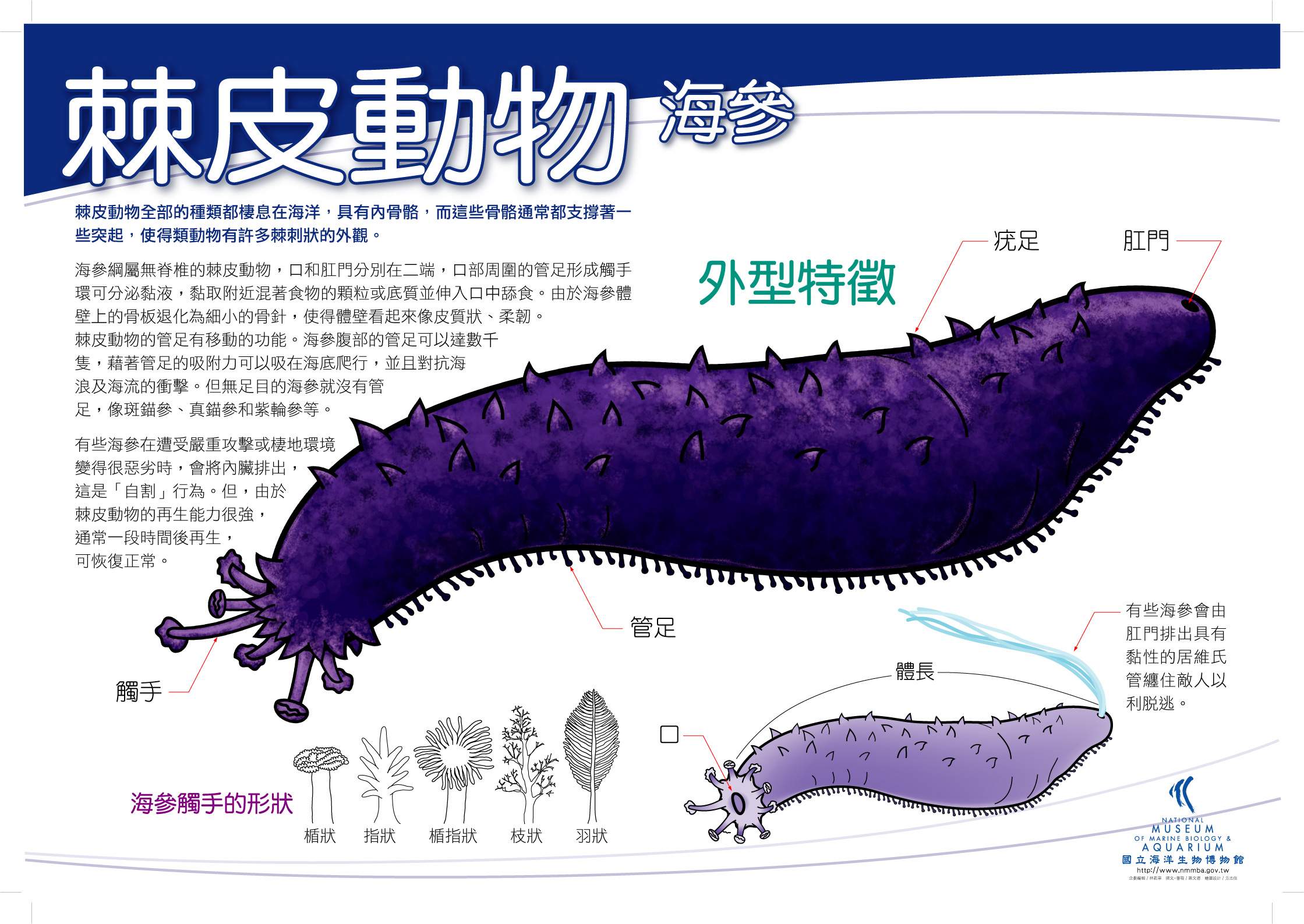 海報21-棘皮動物 - 海參，共1張圖