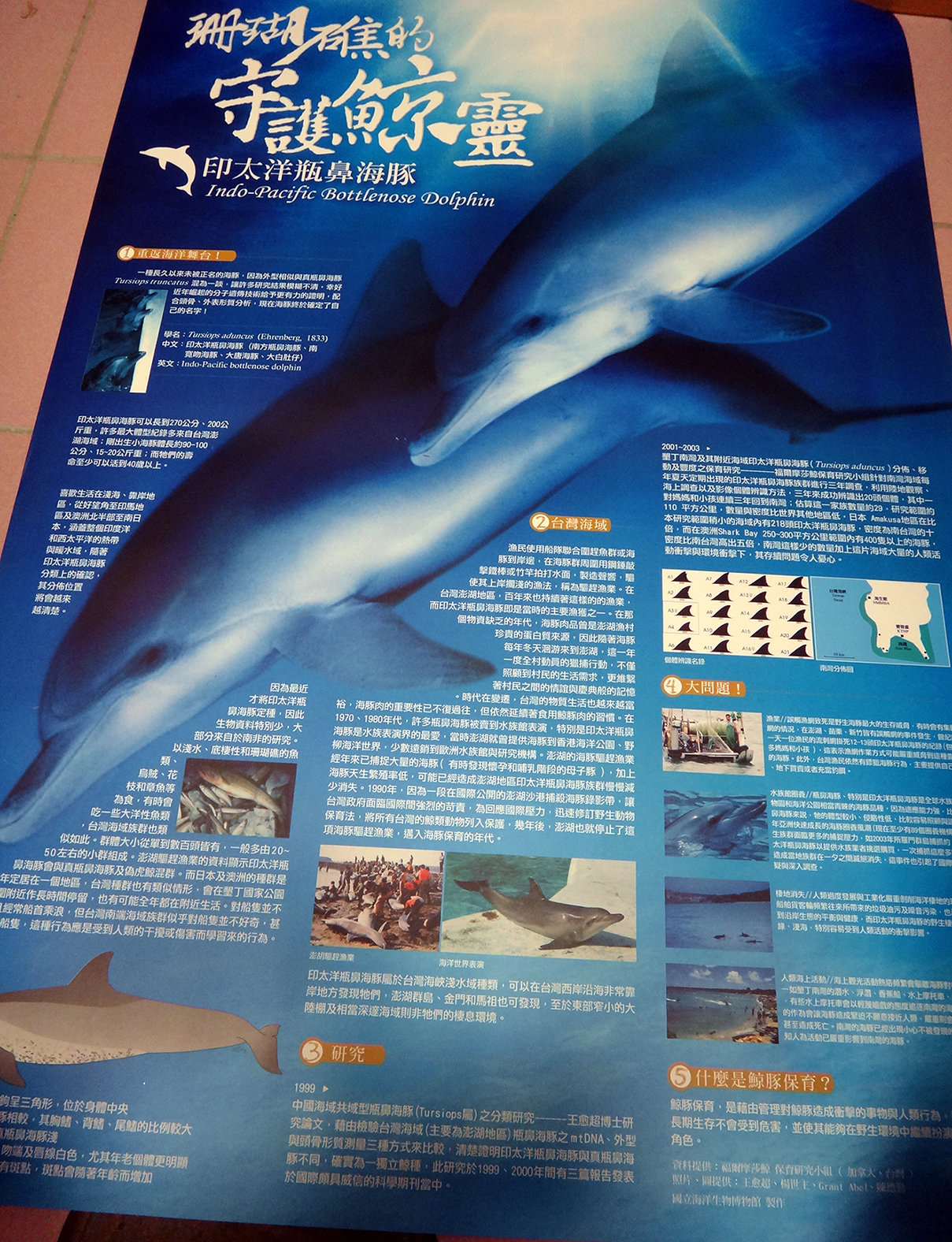 海報22-印太平洋瓶鼻海豚，共1張圖
