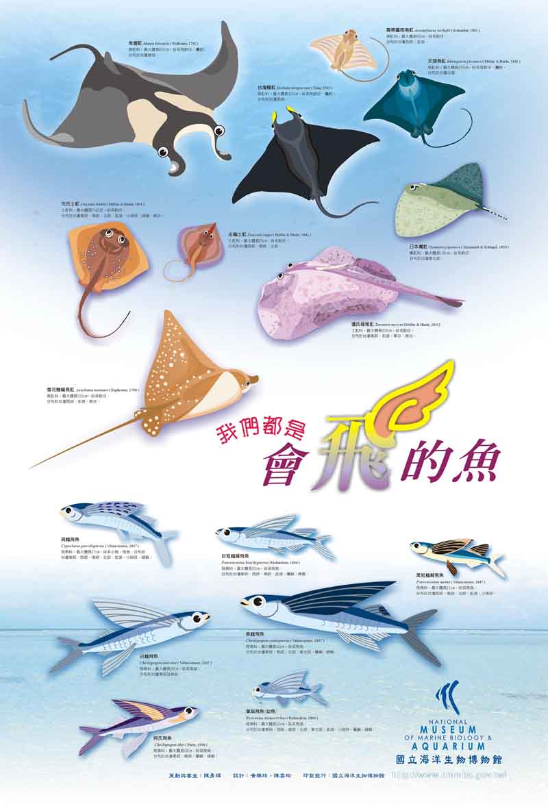 海報23-我們都是會飛的魚，共1張圖